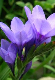 古都八草章节列表